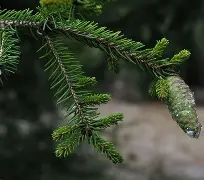 c1212是什么